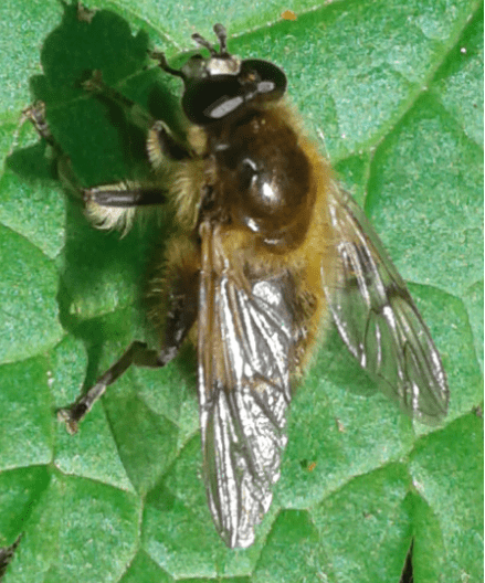 Syrphidae : Brachypalpus cfr. valgus ?  S, femmina